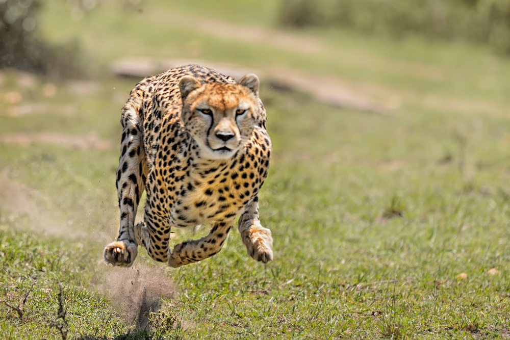 Cheetah on the Hunt