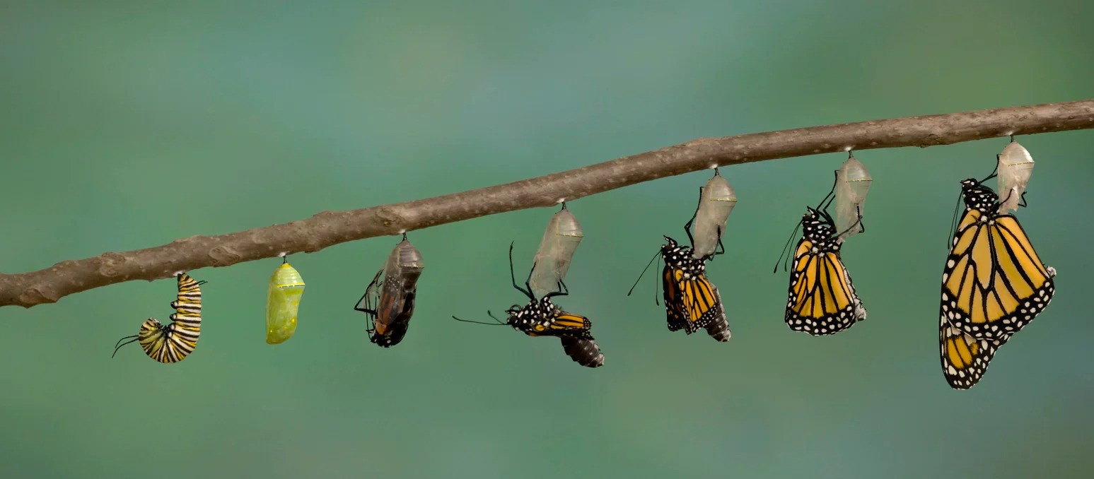 business transformation business transformation